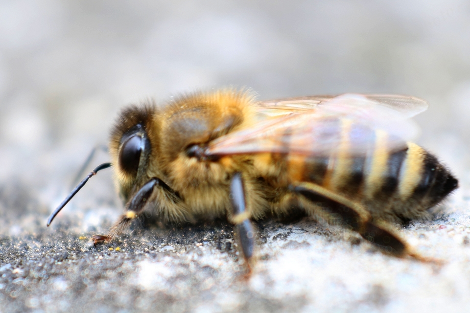Apis mellifera - háziméh
