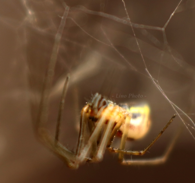 Linyphiidae - vitorláspókok