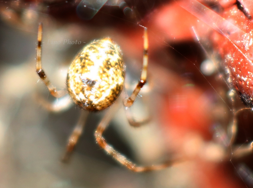 Parasteatoda