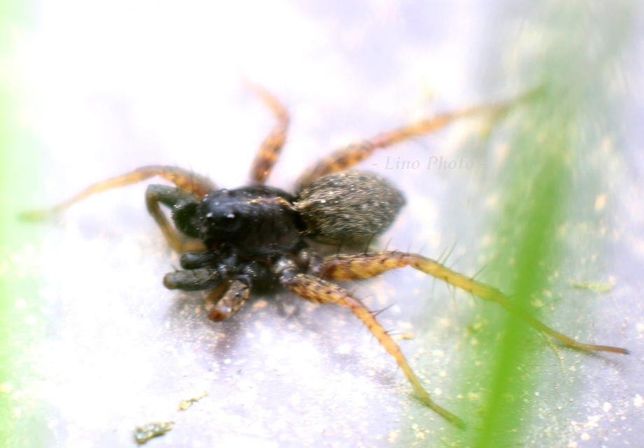 Pardosa