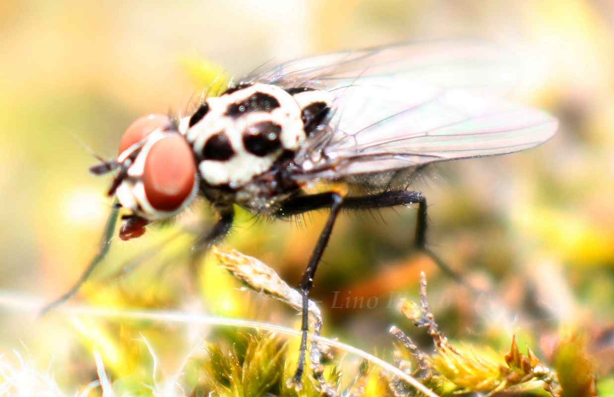 Anthomyia