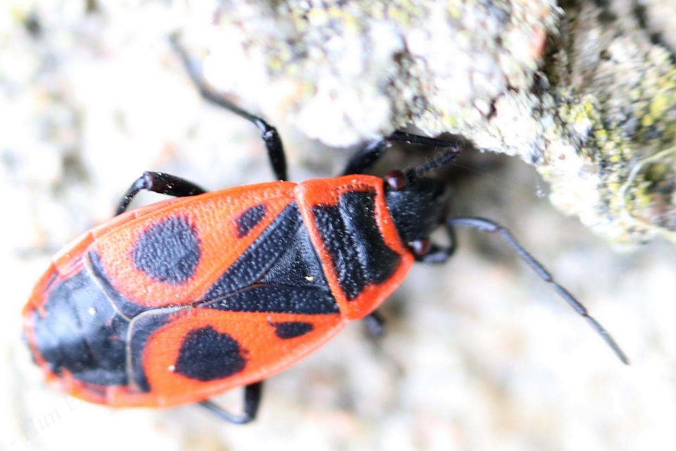 Pyrrhocoris apterus - verőköltő poloska