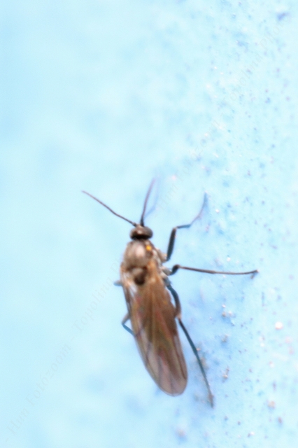 Ceratopogonidae - törpeszúnyogok