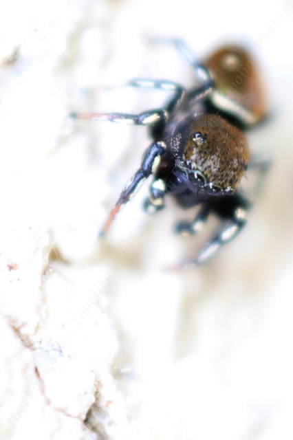 Heliophanus kochii - négypettyes ugrópók