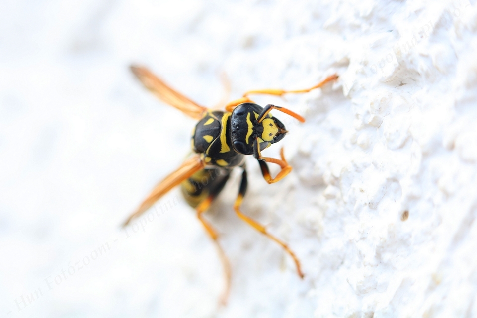 Polistes dominulus - déli papírdarázs