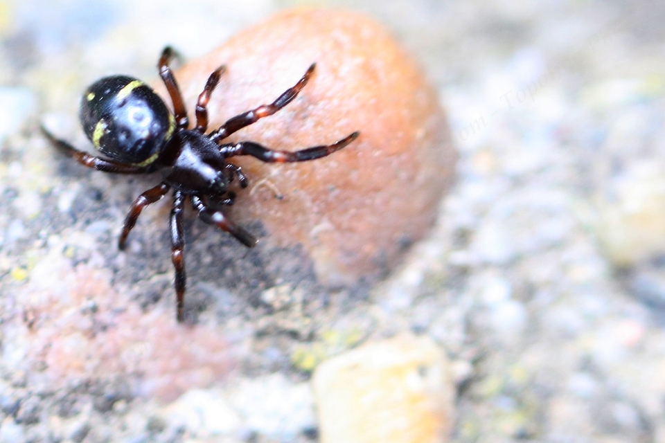 Asagena phalerata/meridionalis