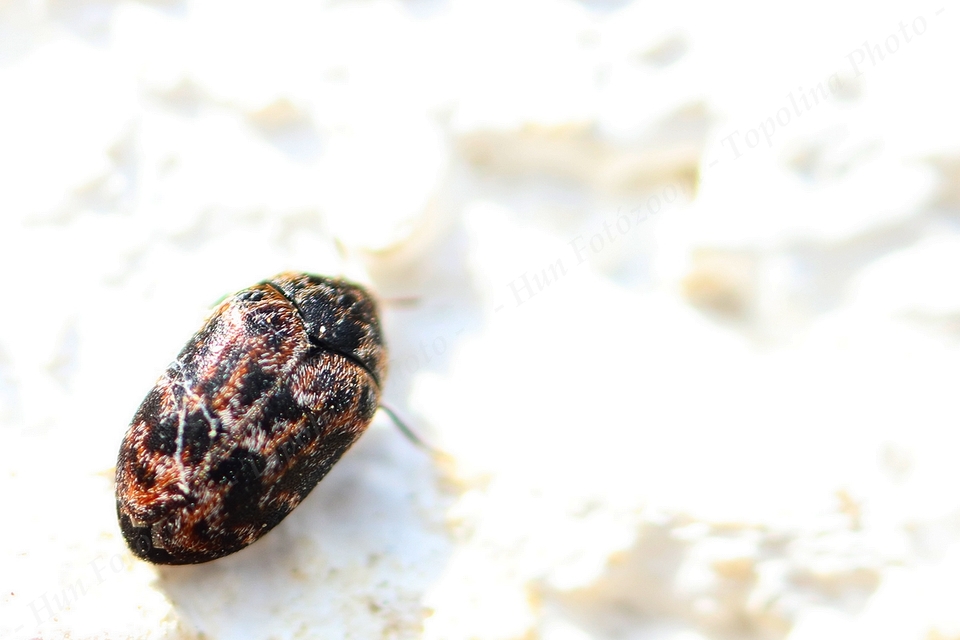 Trogoderma versicolor - tarka gabonaporva