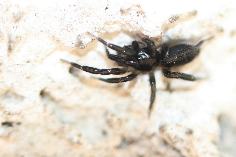 Gnaphosidae - kövipókok