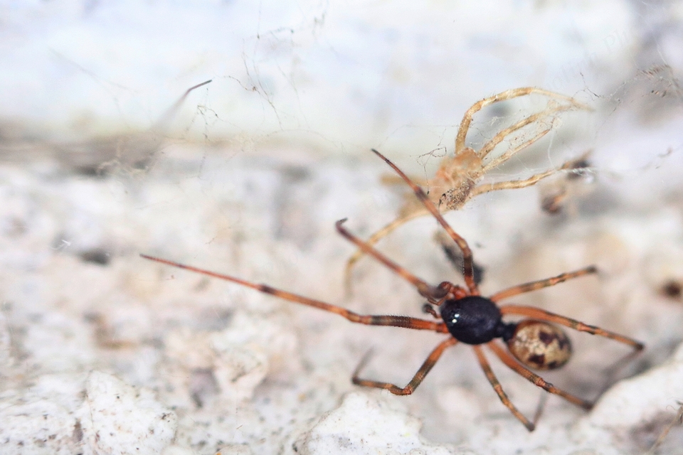 Steatoda triangulosa - háromszöges faggyúpók