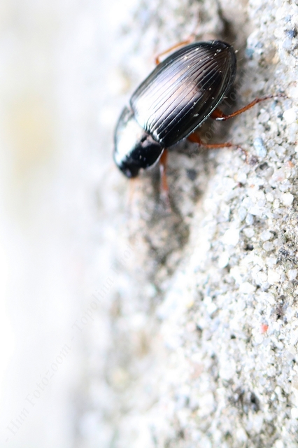 Amara anthobia - réti közfutó Amara anthobia - réti közfutó