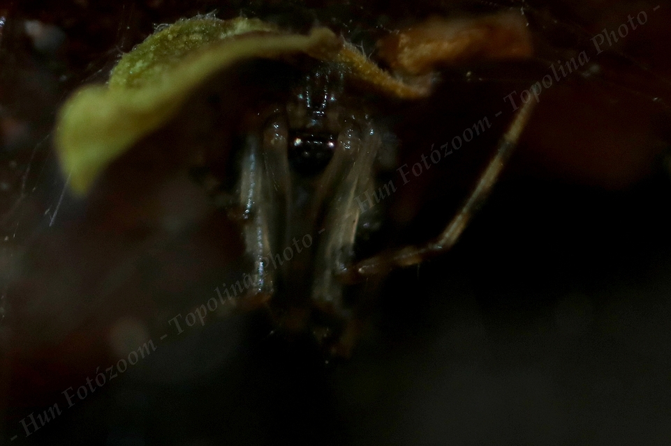 Parasteatoda