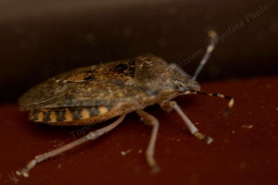 Rhaphigaster nebulosa - bencepoloska