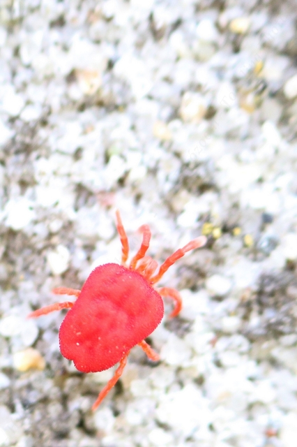 Trombidium