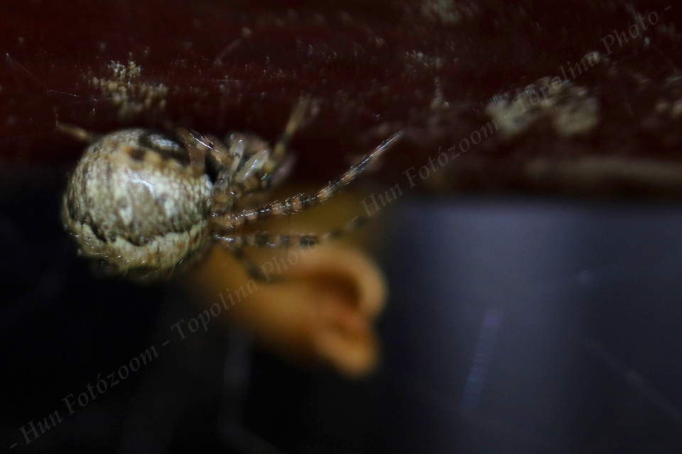 Theridion