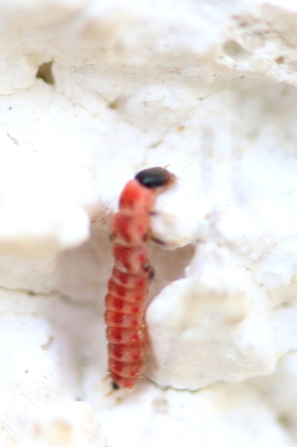 Melyridae - sziklaibogár-félék