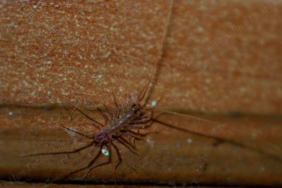 Scutigera coleoptrata - légyölő pókszázlábú