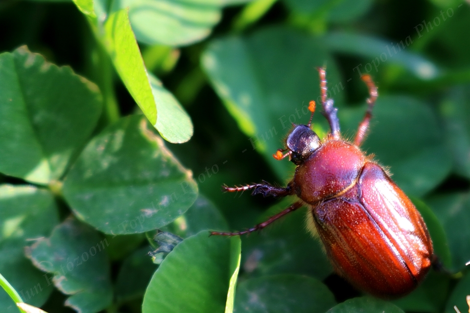 Holochelus aequinoctialis - tavaszeleji cserebogár