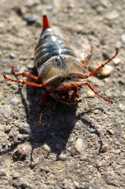 Melolontha melolontha - májusi cserebogár