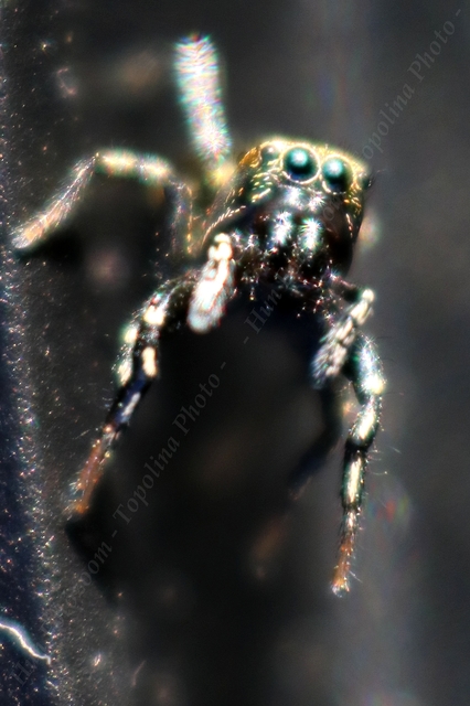 Heliophanus