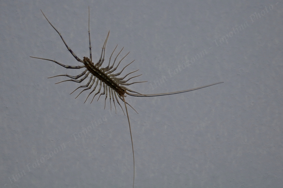 Scutigera coleoptrata - légyölő pókszázlábú