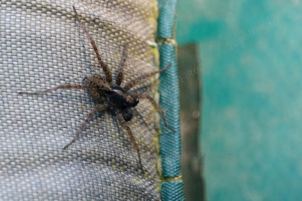 Pardosa