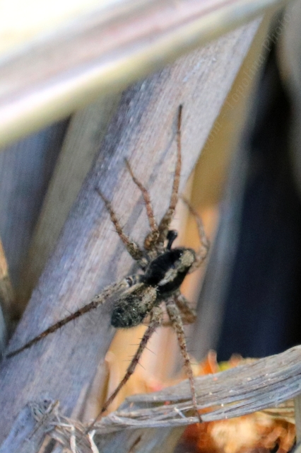 Pardosa