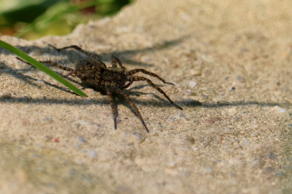 Pardosa