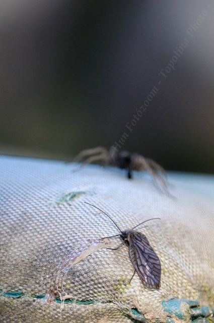 Sialidae