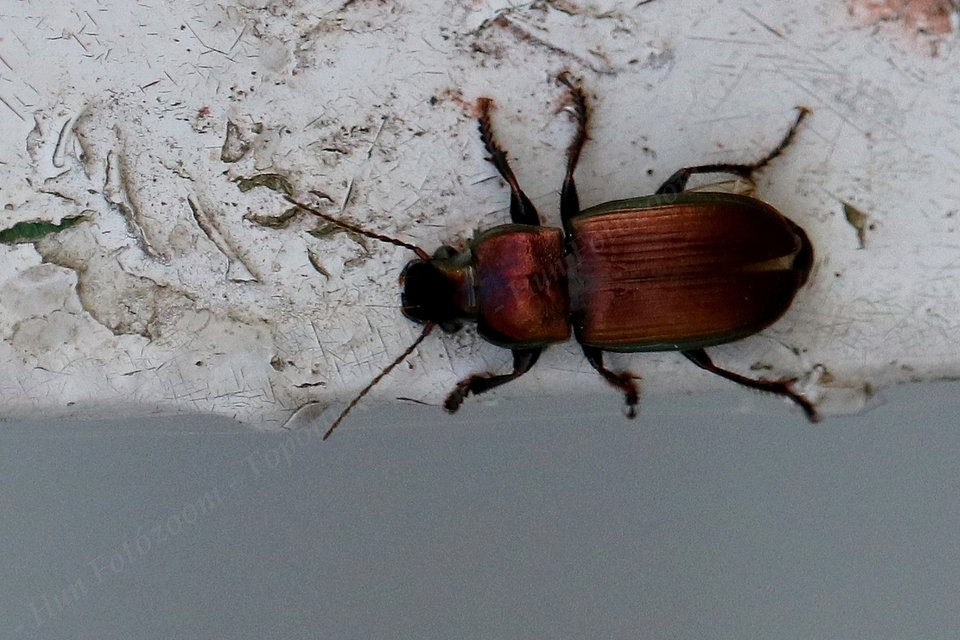 Harpalus distinguendus - mezei lomhafutó
