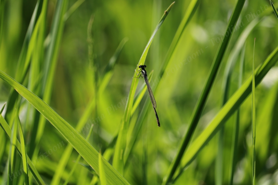 Ischnura elegans pontica - kéköves légivadász