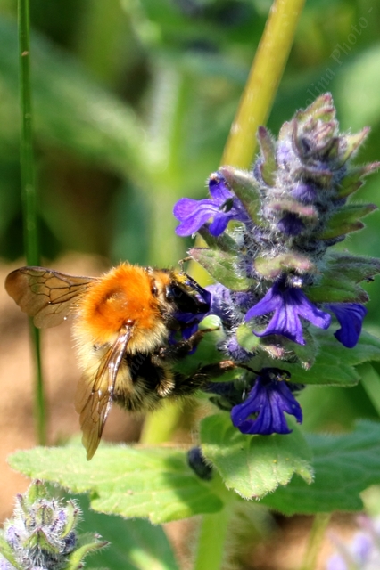 Bombus - poszméhek