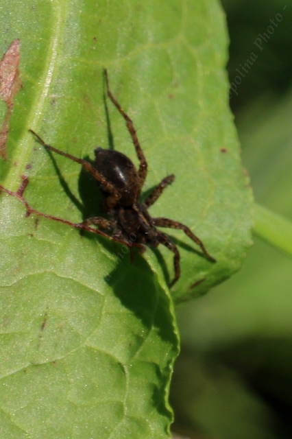 Pardosa