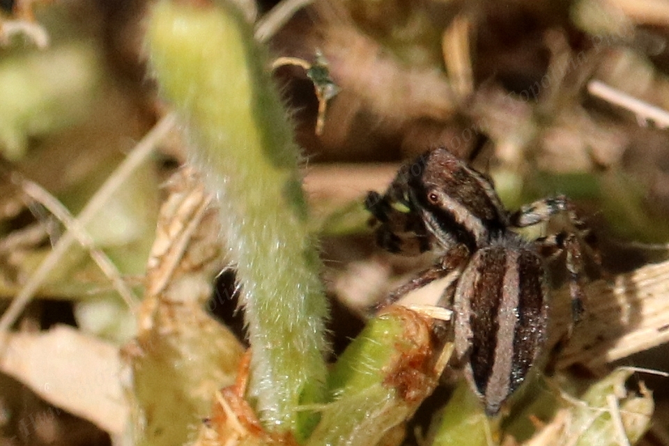 Phlegra fasciata - sávos ugrópók