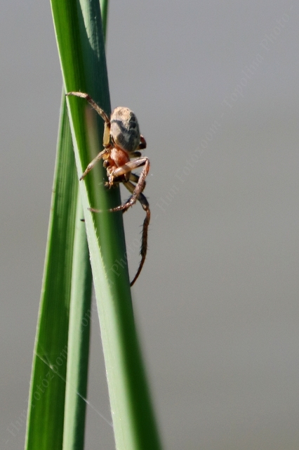Larinioides cornutus - nádi keresztespók