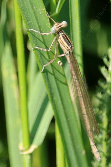 Platycnemis pennipes - széleslábú szitakötő
