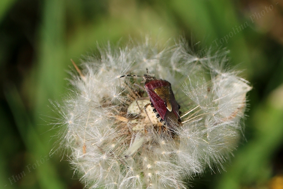 Dolycoris baccarum - közönséges bogyómászó-poloska