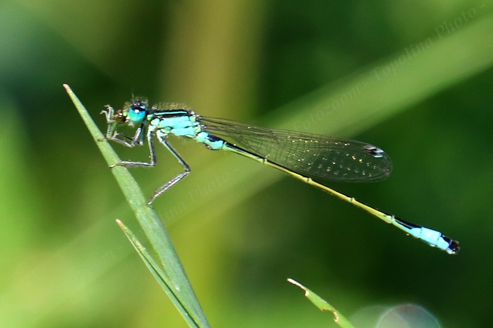 Ischnura elegans pontica - kéköves légivadász