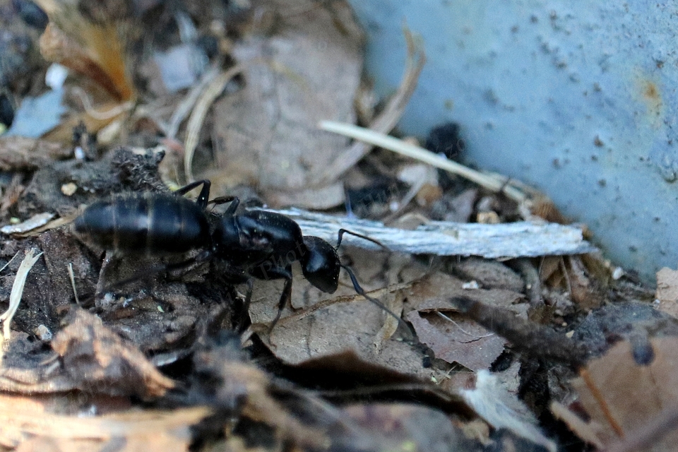 Camponotus vagus - fekete lóhangya