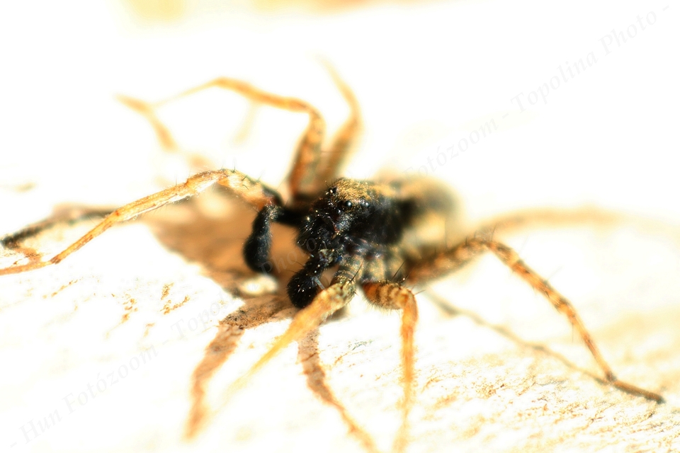 Pardosa