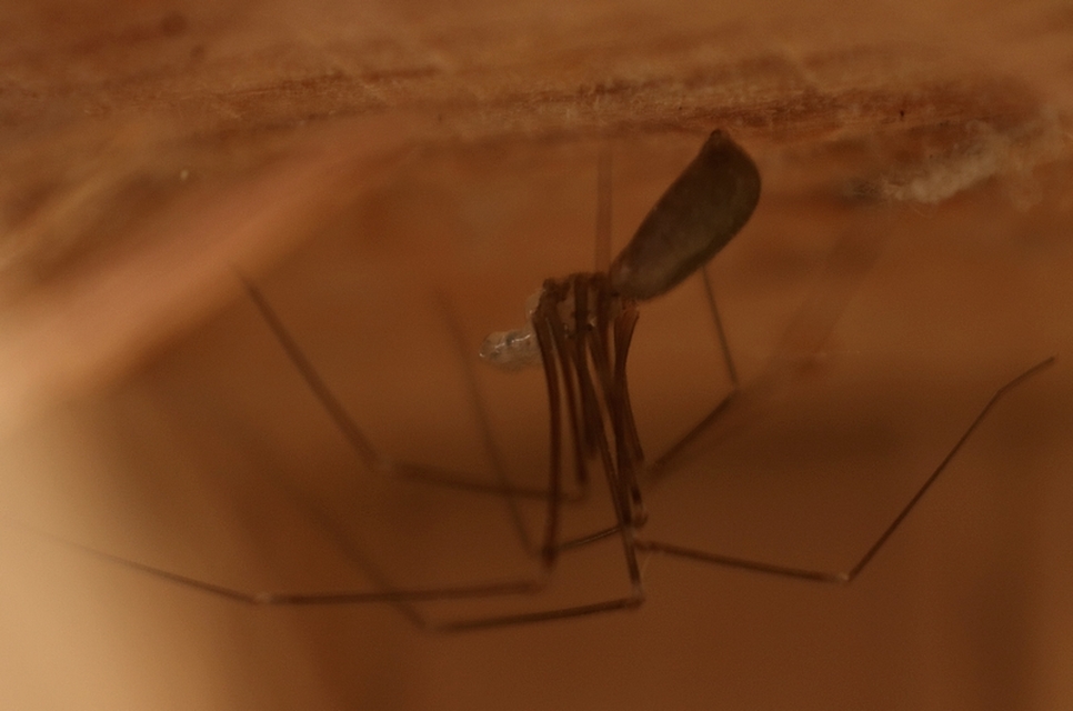 Pholcus
