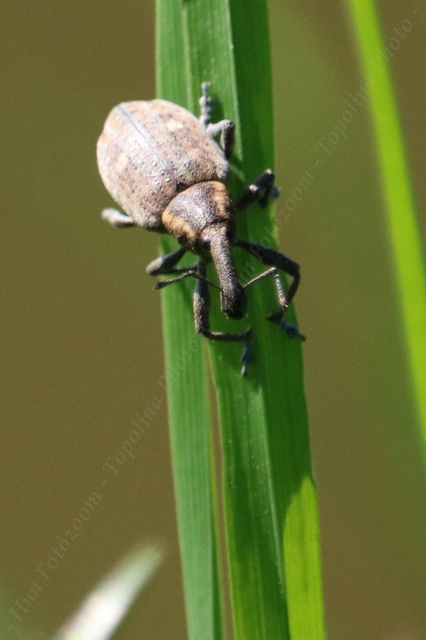 Lepyrus palustris - kétpettyes fűzormányos