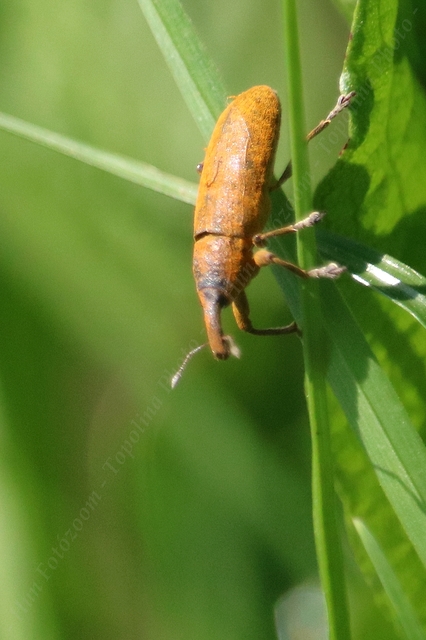 Lixus