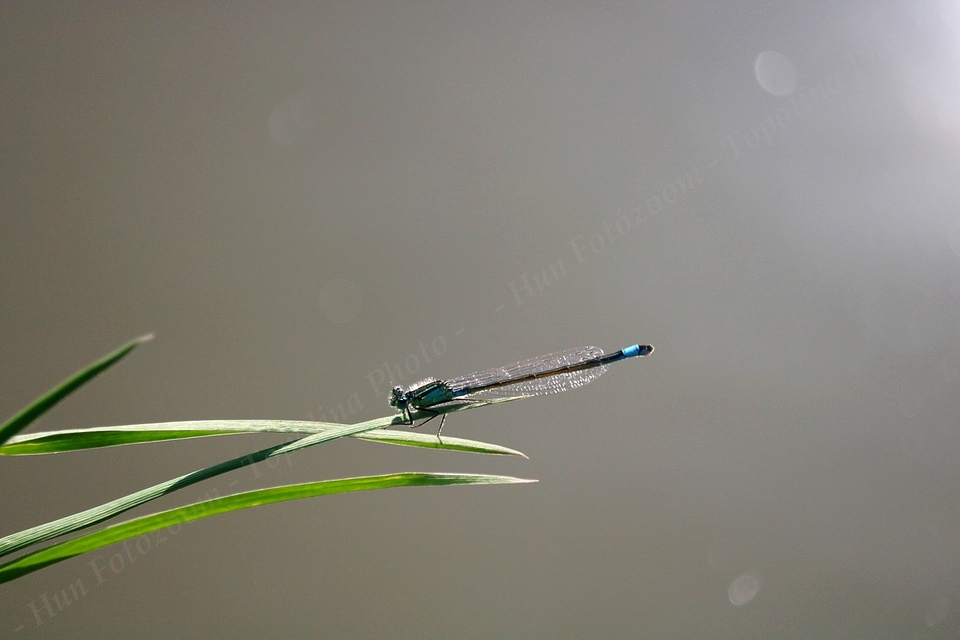 Ischnura elegans pontica - kéköves légivadász