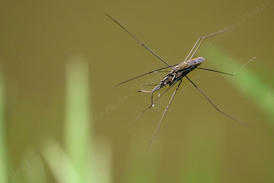 Gerridae - molnárpoloskák