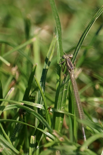 Platycnemis pennipes - széleslábú szitakötő