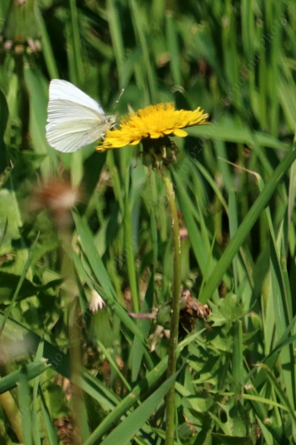 Pieris rapae - répalepke