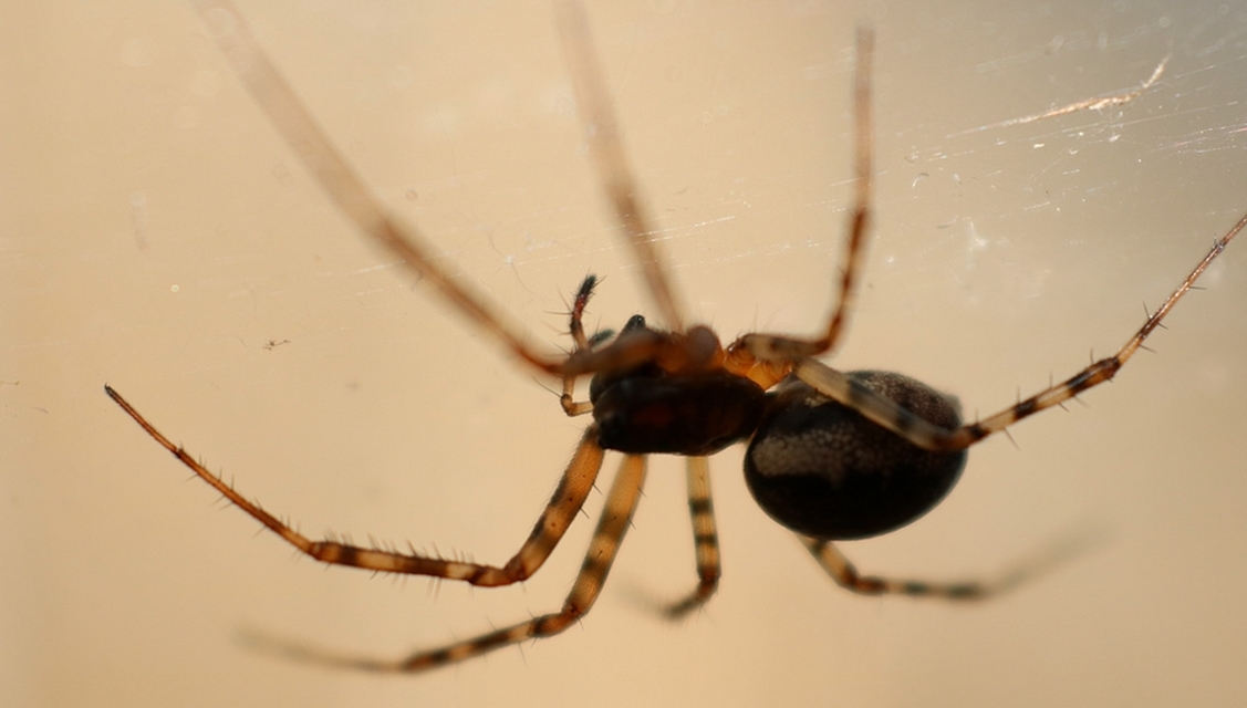 Linyphiidae - vitorláspókok