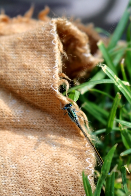 Ischnura elegans pontica - kéköves légivadász