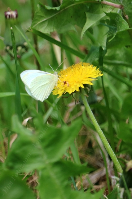 Pieris rapae - répalepke