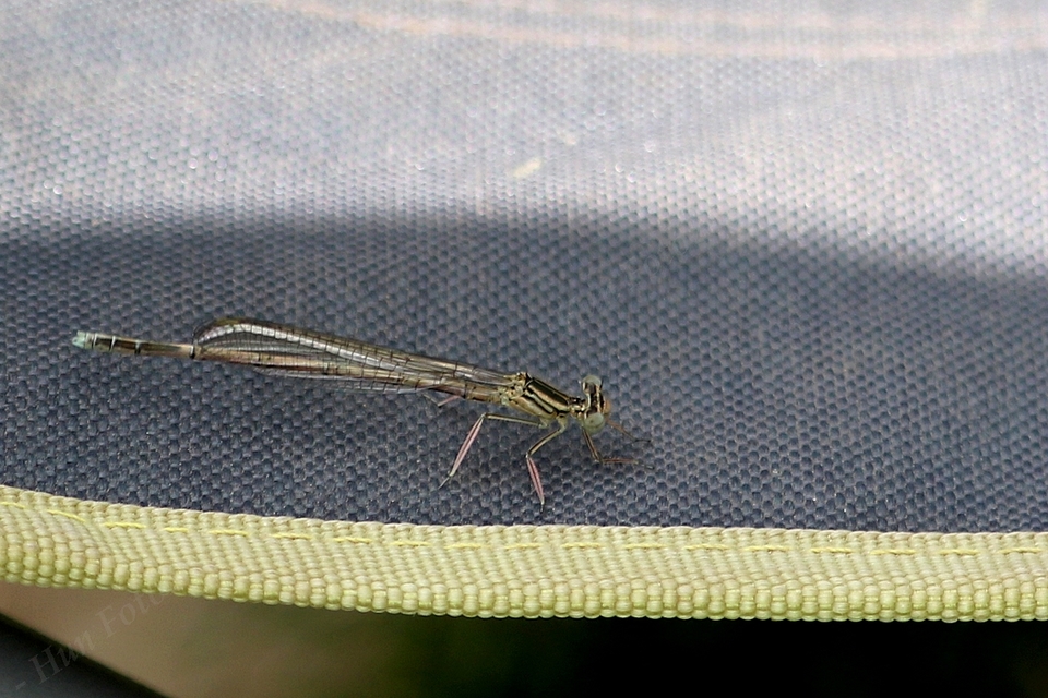 Platycnemis pennipes - széleslábú szitakötő